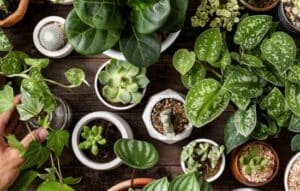 Identifica plantas fácilmente con estas apps