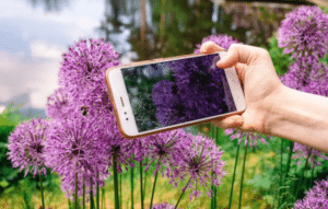 Identifica plantas fácilmente con tu celular