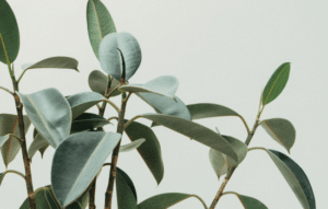 Apps Gratis para Identificar Plantas