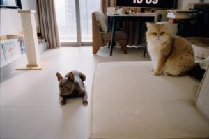 Comprender el lenguaje corporal y vocal de perros y gatos